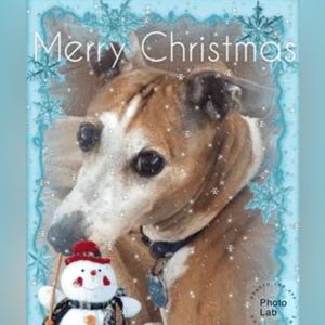 331 Merry Christmas everyone 👍❤️ this is Lola’s older brother NINO👍🥰